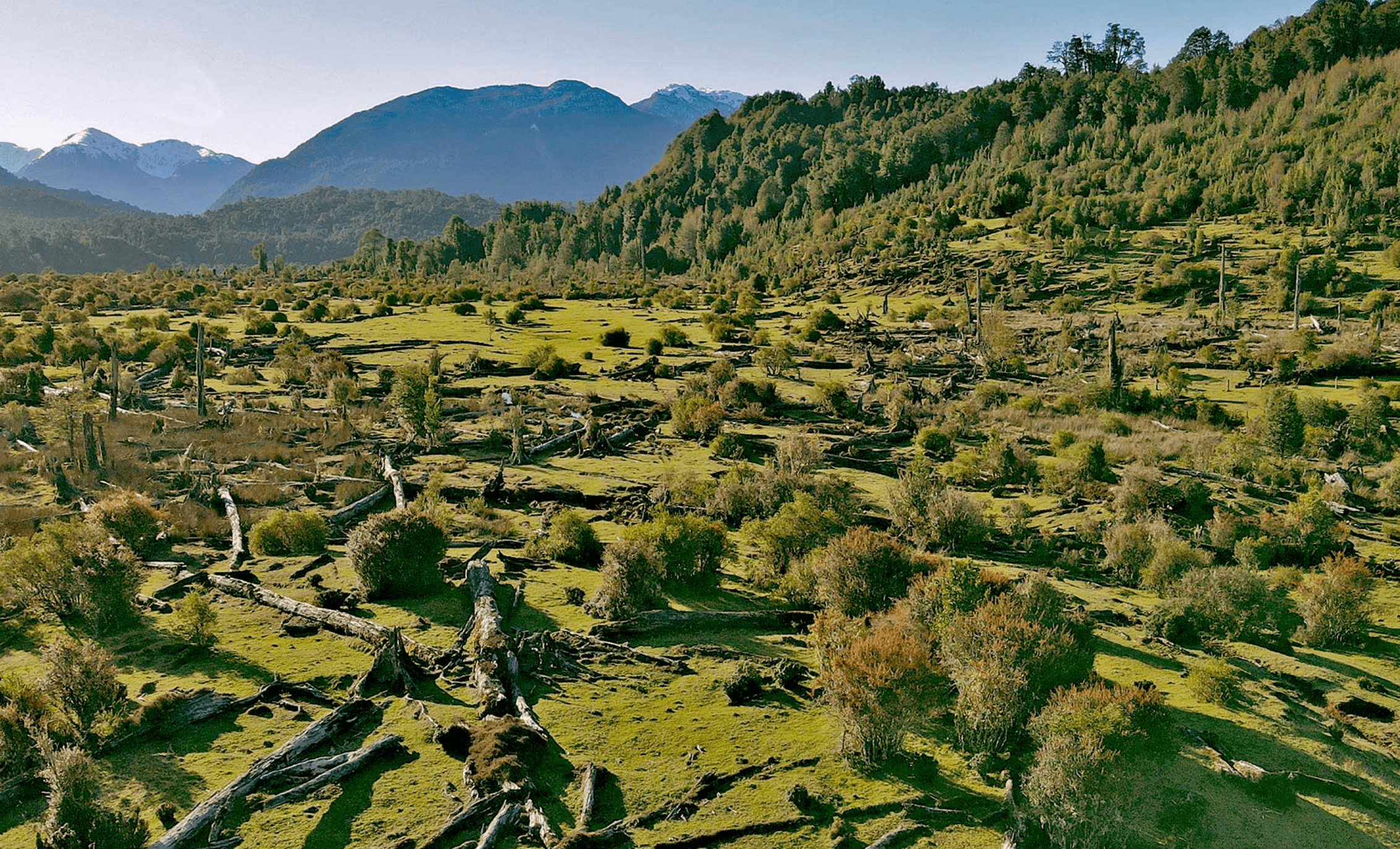 Campo Recibido