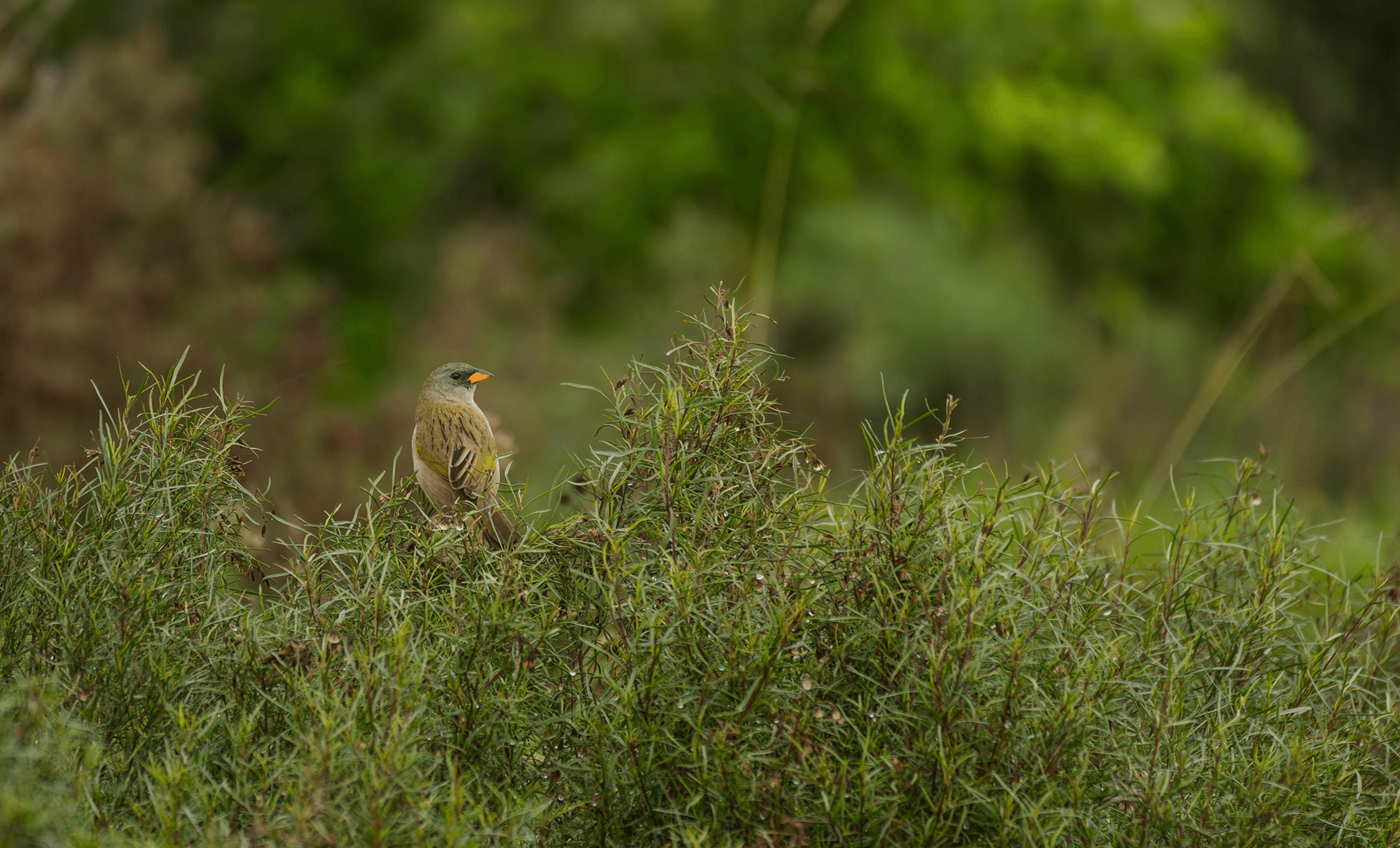 Bird in natural habitat