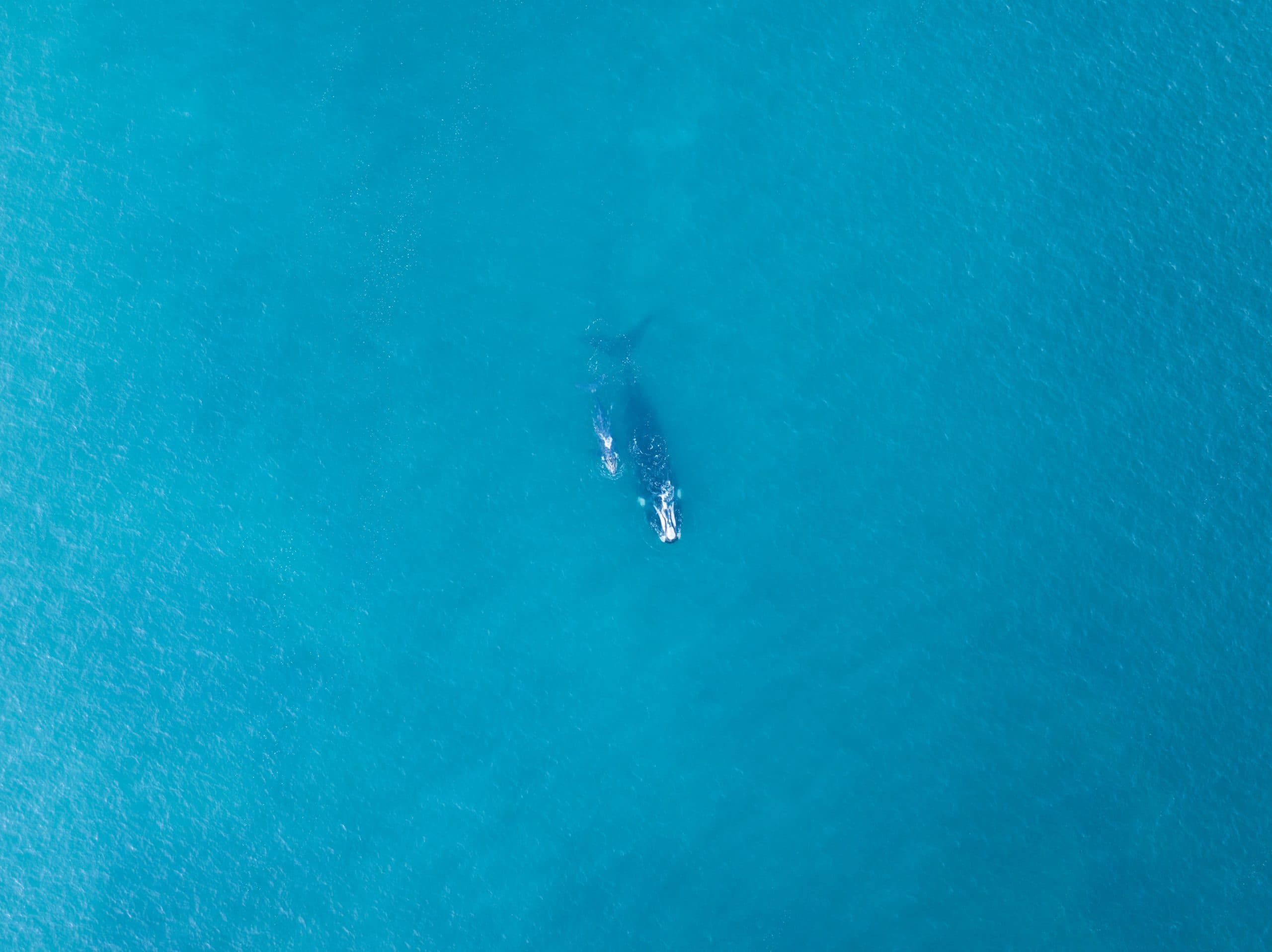 https://api.biosfera-austral.com/wp-content/uploads/2026/08/DJI_20240815182219_0089_D-scaled.jpg