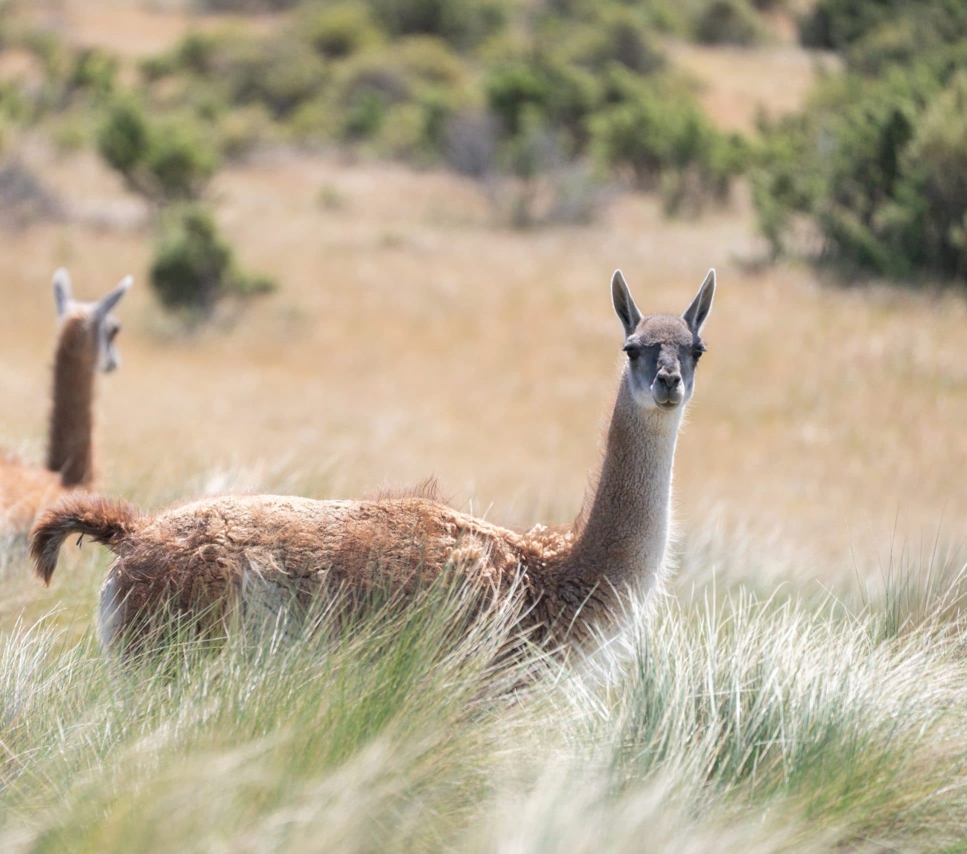 https://api.biosfera-austral.com/wp-content/uploads/2026/08/DSC07542-scaled-e1786498717715.jpg