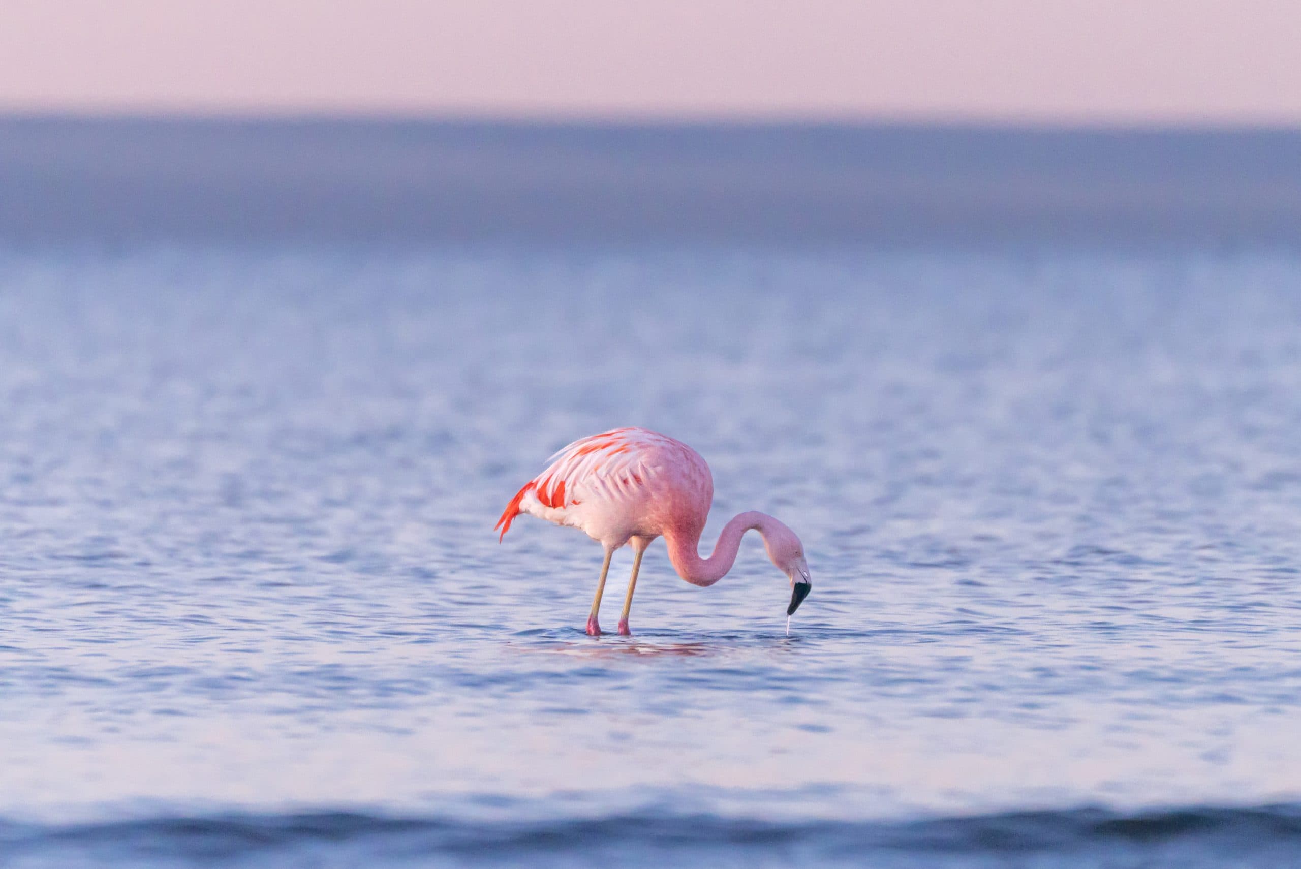 https://api.biosfera-austral.com/wp-content/uploads/2026/08/DSC08223-scaled.jpg